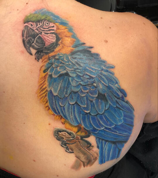 Macaw